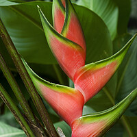 Buy canvas prints of Heliconia stricta by Arterra 