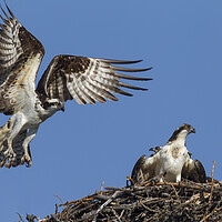 Buy canvas prints of Osprey Landing on Nest by Arterra 