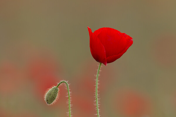 Red Poppy and Bud in Flanders Fields Picture Board by Arterra 