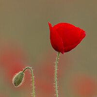 Buy canvas prints of Red Poppy and Bud in Flanders Fields by Arterra 
