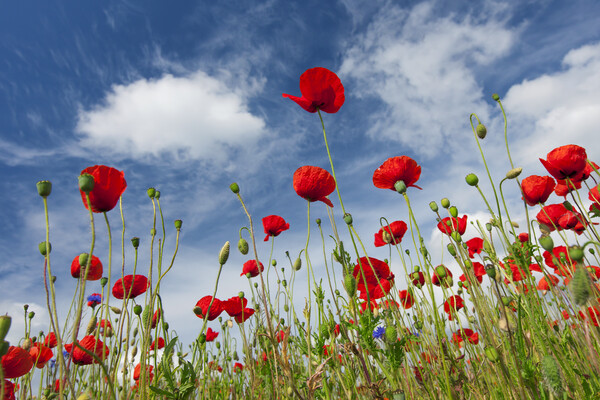 Red Poppies in Meadow Picture Board by Arterra 