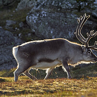Buy canvas prints of Svalbard Reindeer in Spitsbergen by Arterra 