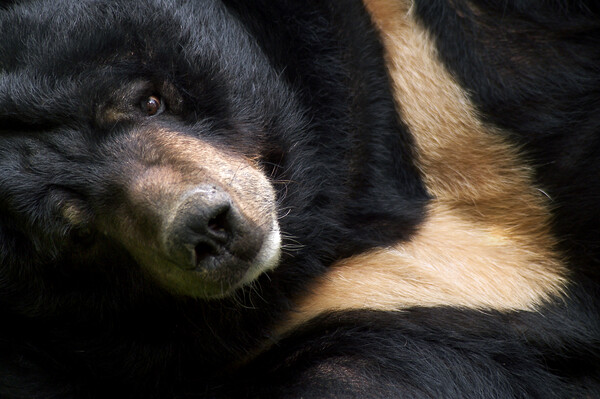 Asian Black Bear Picture Board by Arterra 