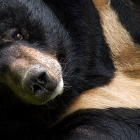 Buy canvas prints of Asian Black Bear by Arterra 