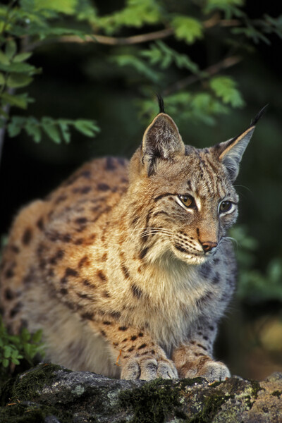 Eurasian Lynx Picture Board by Arterra 
