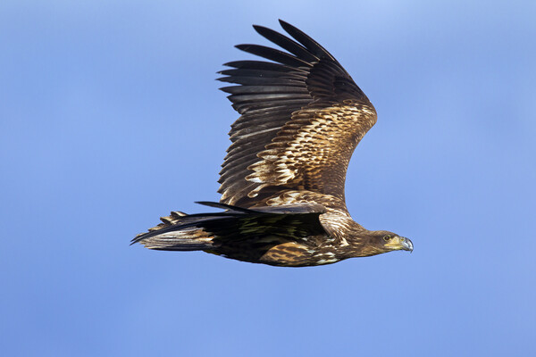 White-tailed Eagle Flying Picture Board by Arterra 