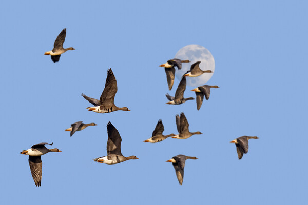 Full Moon and Flock of Geese Picture Board by Arterra 
