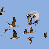 Buy canvas prints of Full Moon and Flock of Geese by Arterra 