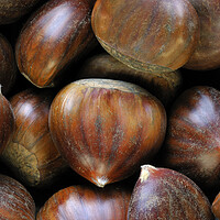Buy canvas prints of Sweet Chestnuts by Arterra 