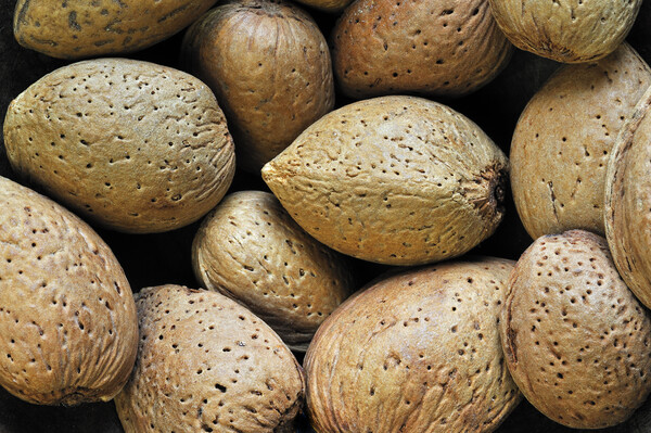 Almond Nuts Picture Board by Arterra 