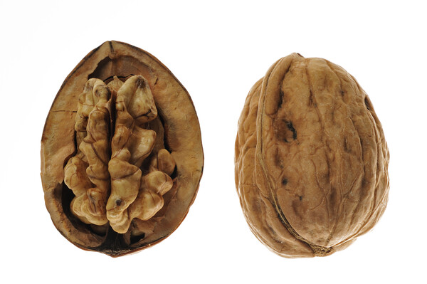 Two English Walnuts Picture Board by Arterra 