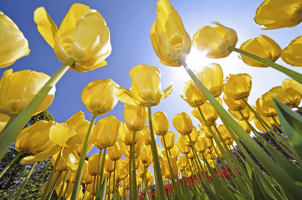 Yellow Tulips Picture Board by Arterra 
