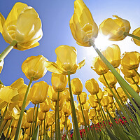 Buy canvas prints of Yellow Tulips by Arterra 