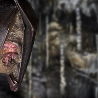 Buy canvas prints of Greater Horseshoe Bat in Cave by Arterra 