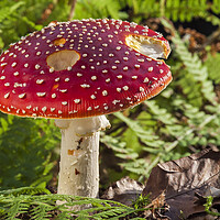 Buy canvas prints of Fly Agaric in Autumn Forest by Arterra 