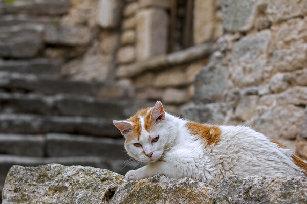 White Cat in the Provence, France Picture Board by Arterra 