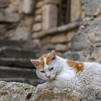Buy canvas prints of White Cat in the Provence, France by Arterra 