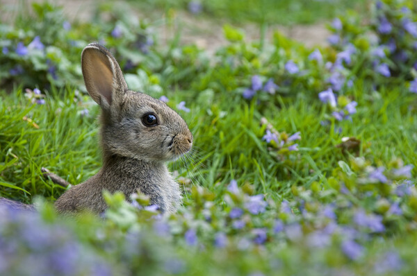 Rabbit in Meadow in Spring Picture Board by Arterra 