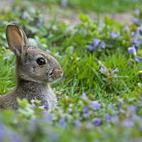 Buy canvas prints of Rabbit in Meadow in Spring by Arterra 