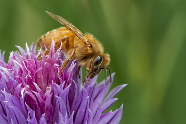 Italian Cordovan Bee Picture Board by Arterra 