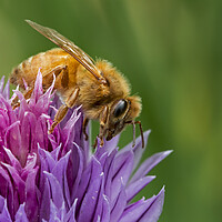 Buy canvas prints of Italian Cordovan Bee by Arterra 