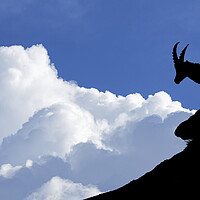 Buy canvas prints of Silhouette of Alpine Ibex by Arterra 
