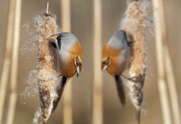 Bearded Tits in Reed Bed Picture Board by Arterra 