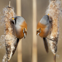 Buy canvas prints of Bearded Tits in Reed Bed by Arterra 
