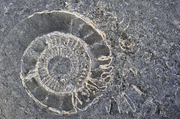 Ammonite fossils at Lyme Regis, Dorset Picture Board by Arterra 