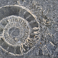 Buy canvas prints of Ammonite fossils at Lyme Regis, Dorset by Arterra 