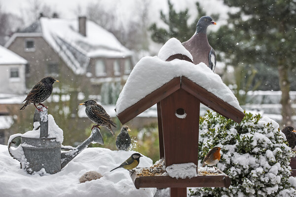 Bird Feeder in the Snow in Winter Picture Board by Arterra 