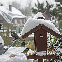 Buy canvas prints of Bird Feeder in the Snow in Winter by Arterra 