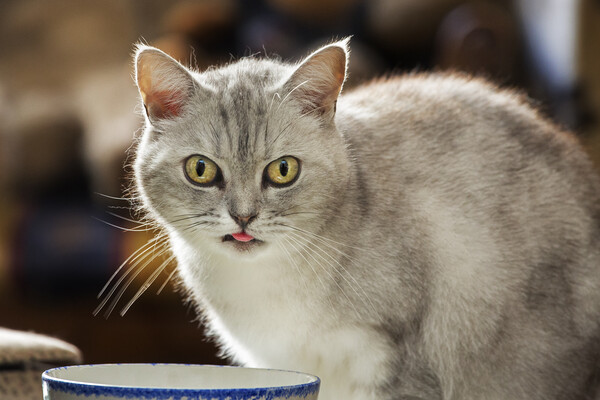 British Shorthair Cat Drinking Milk Picture Board by Arterra 