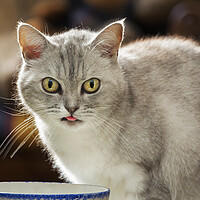 Buy canvas prints of British Shorthair Cat Drinking Milk by Arterra 