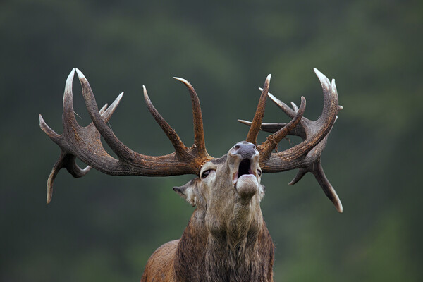 Red Deer Stag Bellowing Picture Board by Arterra 