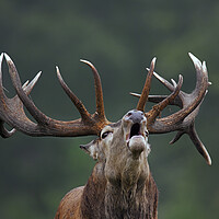 Buy canvas prints of Red Deer Stag Bellowing by Arterra 