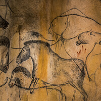 Buy canvas prints of Chauvet Cave Animals by Arterra 
