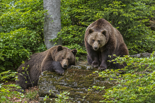 Two Brown Bears in Forest Picture Board by Arterra 