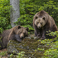 Buy canvas prints of Two Brown Bears in Forest by Arterra 
