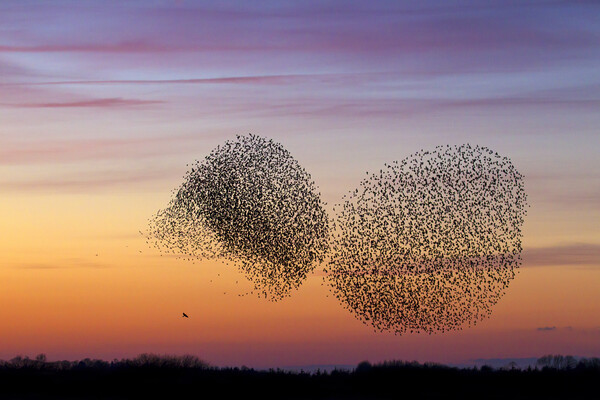 Bird of Prey and Starling Murmuration at Sunset Picture Board by Arterra 