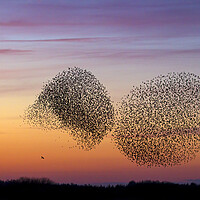 Buy canvas prints of Bird of Prey and Starling Murmuration at Sunset by Arterra 