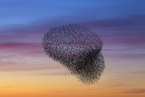Starling Murmuration at Sunset Picture Board by Arterra 