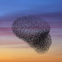 Buy canvas prints of Starling Murmuration at Sunset by Arterra 