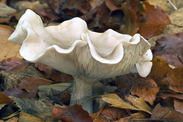 Fleecy Milkcap Fungus Picture Board by Arterra 
