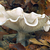 Buy canvas prints of Fleecy Milkcap Fungus by Arterra 