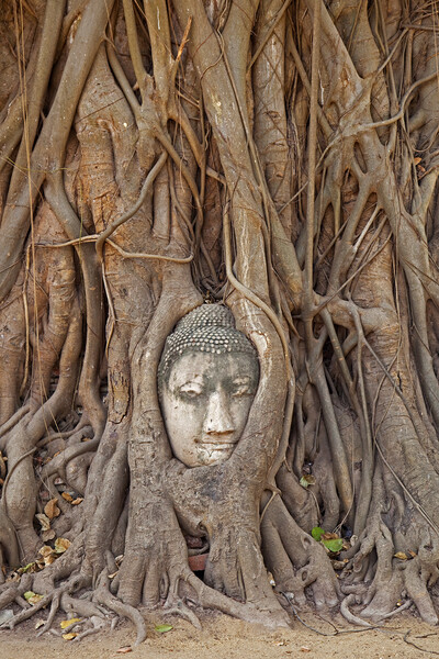 Buddha Head Embedded in Tree Roots at Wat Mahathat in Thailand Picture Board by Arterra 
