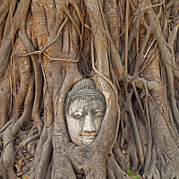 Buy canvas prints of Buddha Head Embedded in Tree Roots at Wat Mahathat in Thailand by Arterra 