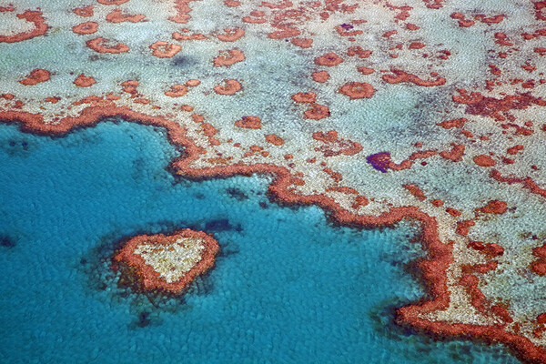 Heart Reef in the Great Barrier Reef, Australia Picture Board by Arterra 