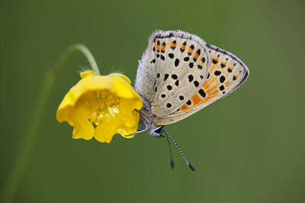Sooty Copper - Lycaena tityrus Picture Board by Arterra 