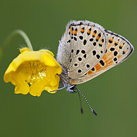 Buy canvas prints of Sooty Copper - Lycaena tityrus by Arterra 